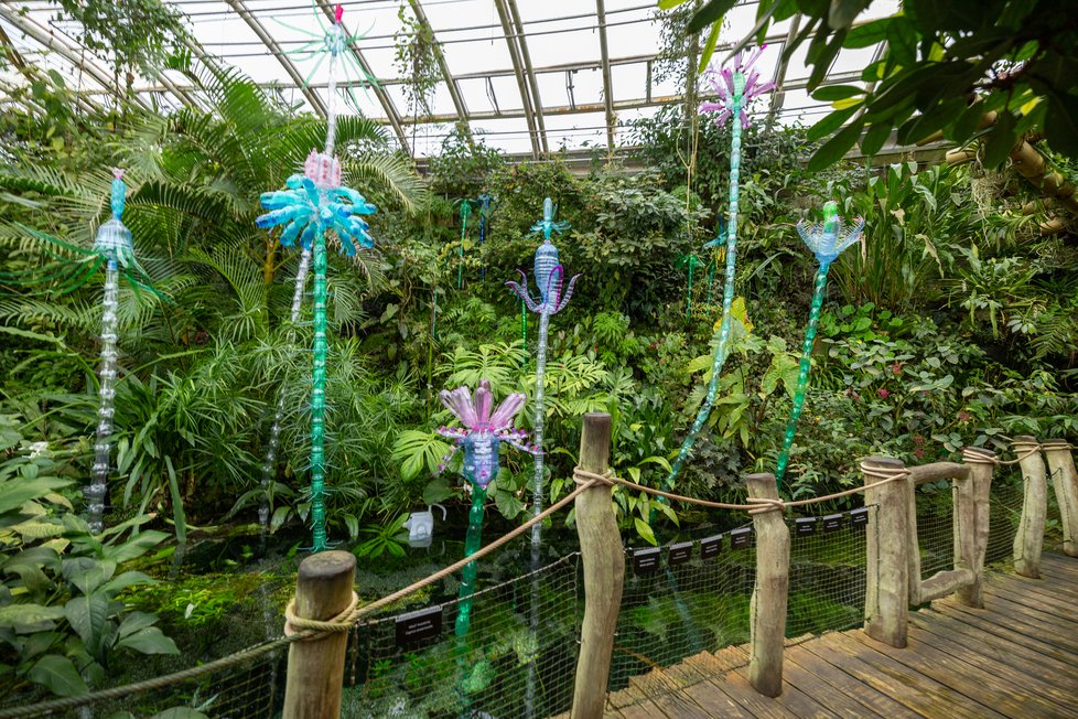 První výstavou pražské botanické zahrady v Troji je Nová PET Tropicana, kterou vytvořila sochařka Veronika Richterová. Její výtvory z plastových lahví doplnily stálou expozici ve skleníku Fata Morgana. (18. leden 2024)