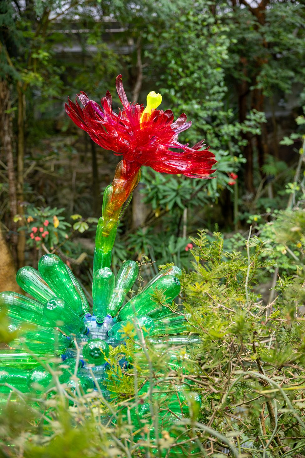 První výstavou pražské botanické zahrady v Troji je Nová PET Tropicana, kterou vytvořila sochařka Veronika Richterová. Její výtvory z plastových lahví doplnily stálou expozici ve skleníku Fata Morgana. (18. leden 2024)