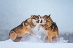 Hrající si vlci během asistovaného focení s chovatelem ve volné přírodě Hlinska na Vysočině