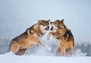 Hrající si vlci během asistovaného focení s chovatelem ve volné přírodě Hlinska na Vysočině