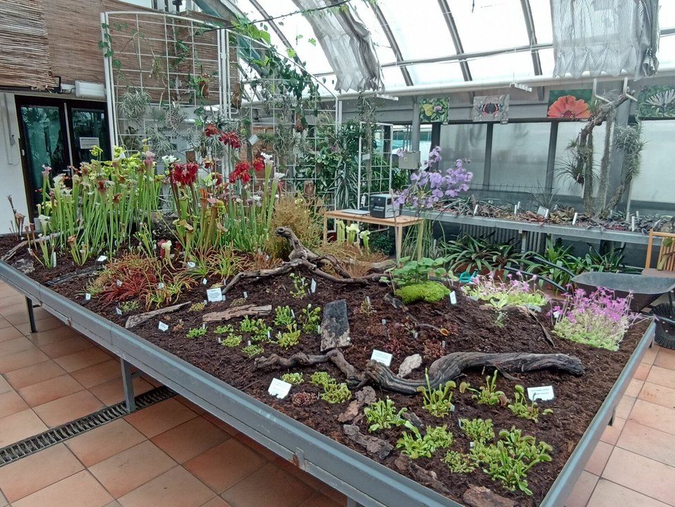 Prodejní výstava potrvá ve sklenících botanické zahrady do 28.května.