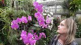 Nádherné květy orchidejí zůstaly bez obdivovatelů: Výstavu v botanické zahradě zrušili kvůli koronaviru  