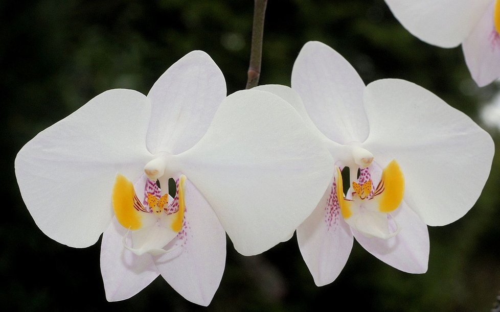 Za botanický druh orchideje Phalaenopsis philippinensis získala nyní Mendelova univerzita stříbrnou medaili na prestižní mezinárodní výstavě ve Vídni.