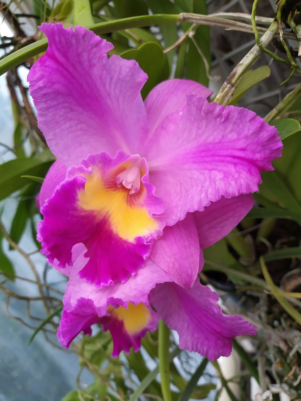 Výstava orchidejí skončila v botanické zahradě předčasně. (ilustrační foto)