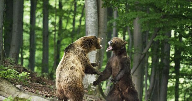 Kdo s koho? Souboj dvou medvědů hnědých. Slovensko, Zvolen. Autor: Robert Hlavica