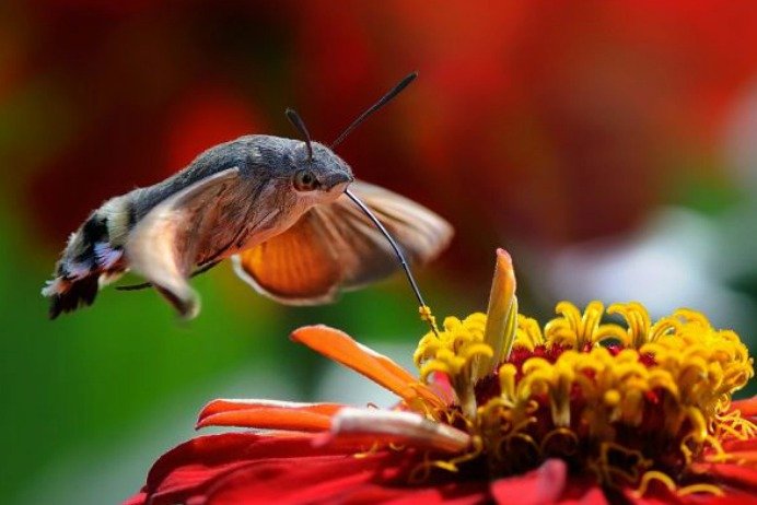 Dlouhozobka saje nektar za letu: Dlouhozobka svízelová, tažný motýl, Česká republika, Hrochův Týnec. Autor: Zdeněk Sleha