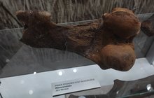 Výstava největších sbírek fosilií: Na Moravě Moravě žili nosorožci i velryby!
