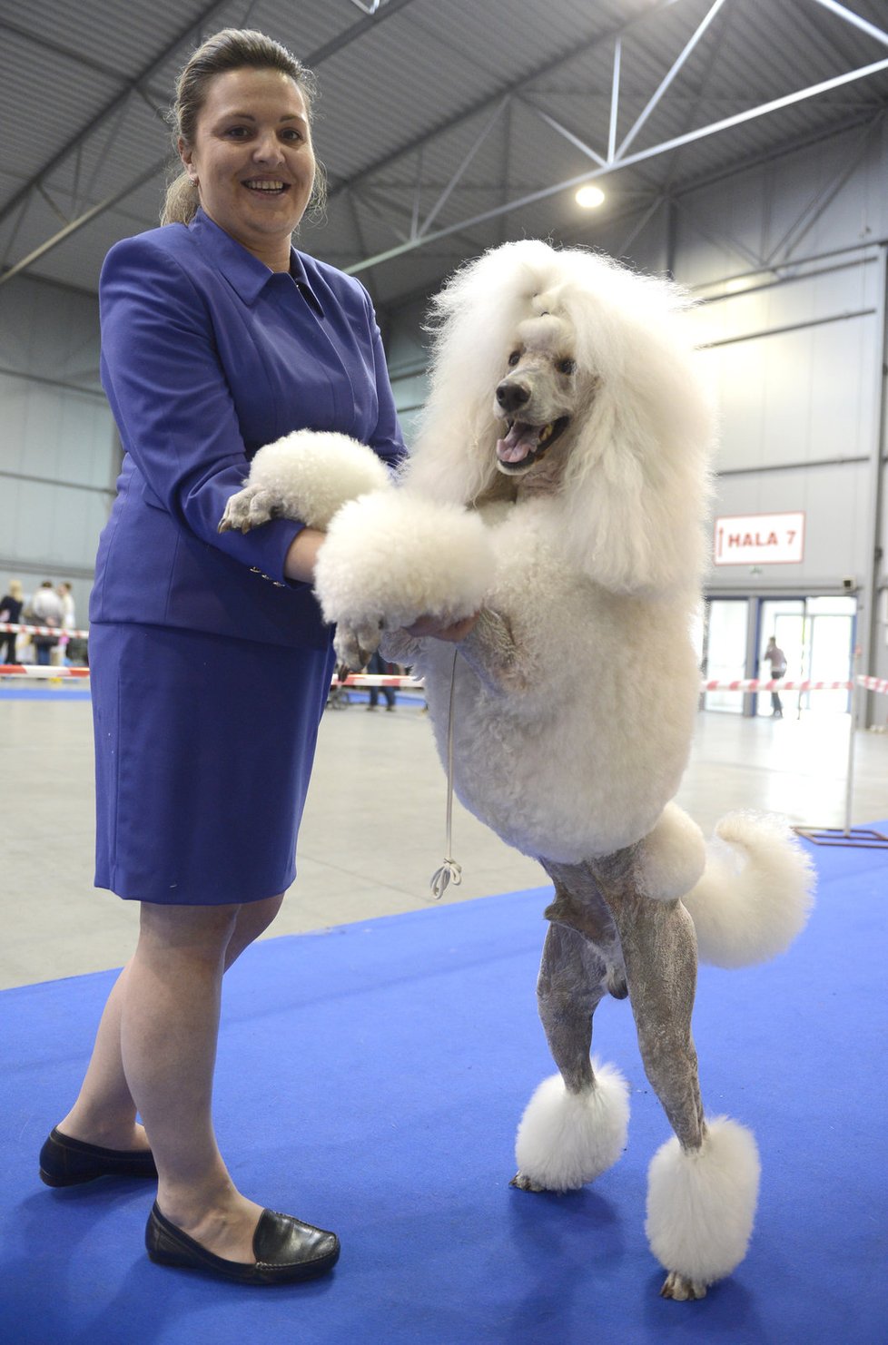 Suverénním vítězem včerejšího dne a zároveň kategorie Nejlepší velký pes se stal pudl velký bílý majitelky Denisy Matlové.