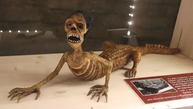 Kříženci lidí a zvířat i preparované lebky: Děsivá výstava v Žabím sklepě ve Valticích  