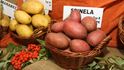 43. ročník výstavy Země živitelka: Desítky druhů odrůd v Česku vyšlechtěných brambor dokazují, jak u nás tato plodina původem z jižní Ameriky zdomácněla.