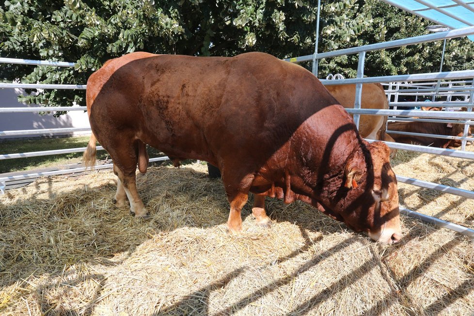 43. ročník výstavy Země živitelka: Na Limousine show bude bojovat i nejtěžší býk Česka, Ujo z Nového Kostelce. Červená mu nevadí, býky dráždí prudký pohyb.