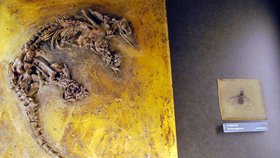 Hitem výstavy je zkamenělá kostra mravenečníka.