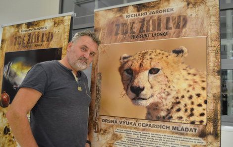 Levhartí sirotek - Richard Jaroněk u plakátu výstavy, na němž je gepard (4). Jediný z trojčat, který přežil. Jejich matka byla zastřelena. Do 1,5 roku byli mladí odchováni v zajetí. Když byli vypuštěni do divočiny, jednoho hned rozdupal buvol a druhého roztrhal levhart.