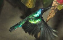 Výstava exotického ptactva: Létajicí drahokamy  sosají nektar