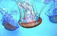 Medúza zabiják v pražských Arkádách!