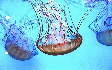 Medúza pacifická okouzluje pohybem i barevností.
