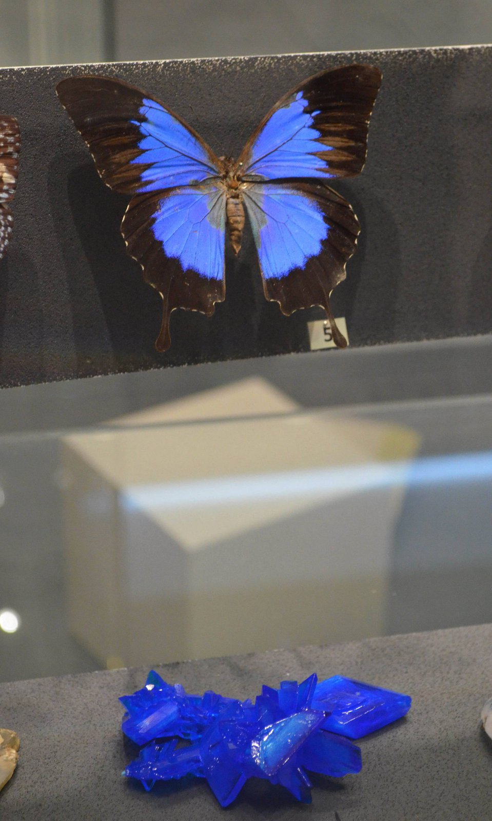 Otakárek z Austrálie a chalkantit (modrá skalice), uměle vyrobený krystal. Motýl vypadá, jakoby se z krystalu zrodil.