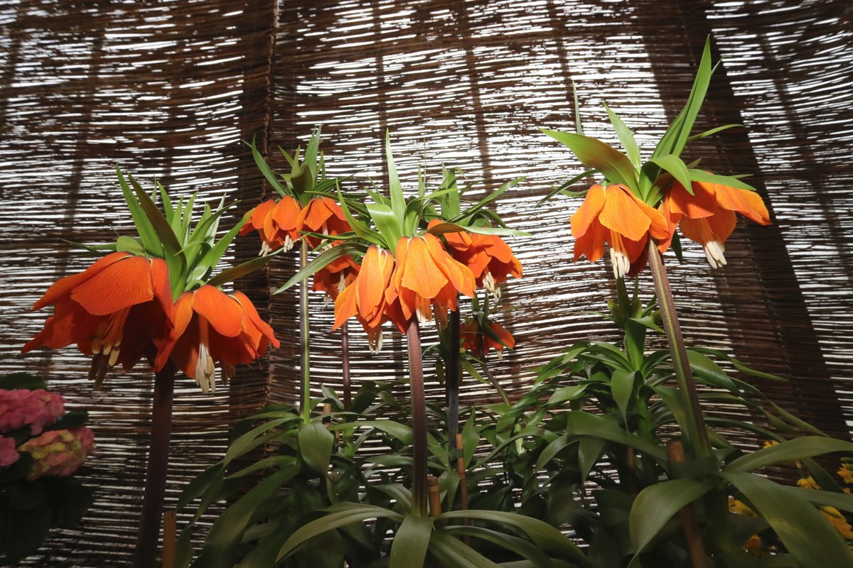 Řebčík královský je původem z  Afghánistánu, Íránu a Himálaje. V období renesance však zapustil kořeny v našich botanických zahradách během baroka zdomácněl. Pozor! Voní krásně, ale je jedovatý.