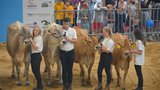 Tisíc krav, koní i koz a 100 let myslivosti: Výstaviště v Brně patří národním výstavám