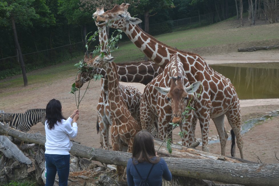 V pátek 29. června proběhne v ZOO Brno pět komentovaných speciálních krmení.