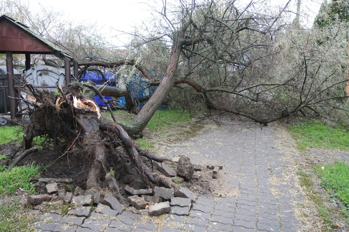 Vyvrácený strom ve Veselí nad Moravou