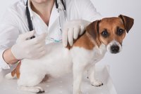 Blesk tlapky | Bezplatná poradna pro chovatele: Ptejte se právníků, veterinářů nebo psí fyzioterapeutky