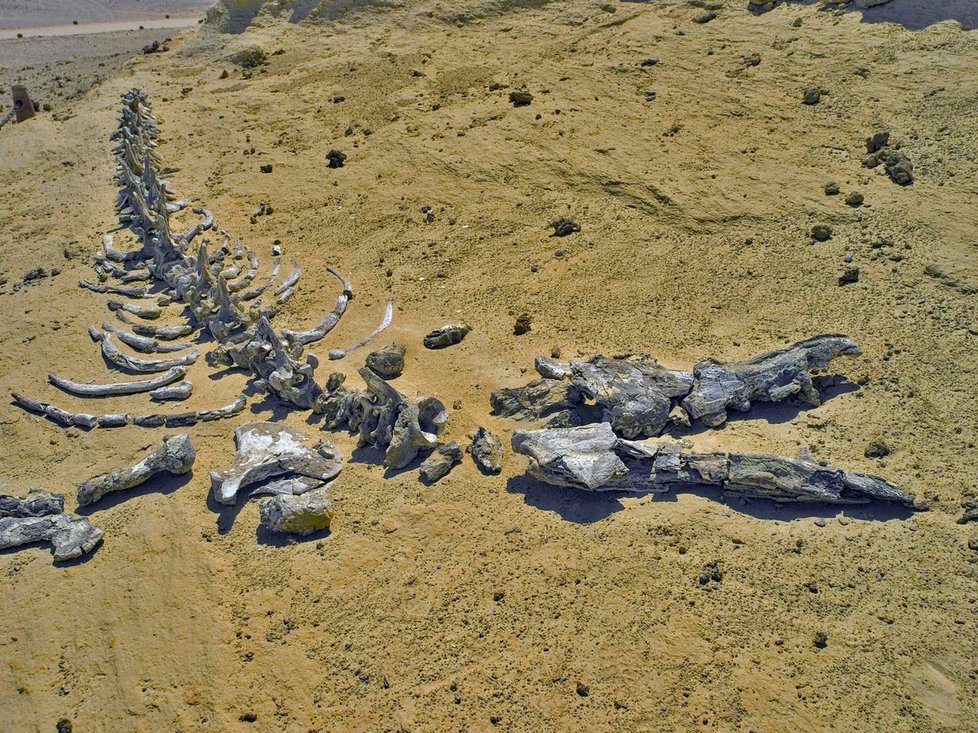 Wadi Al-Hitan, údolí velryb v srdci egyptské pouště