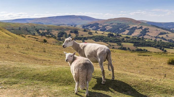 Putování pohořím Brecon Beacons aneb V ovčím ráji jižního Walesu