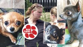 Psi, které podle policie týrala Iva Wastová, už našli domov.