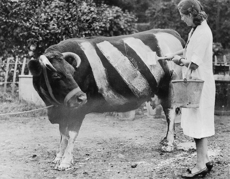 Farmářka maluje na svoji krávu barevné pruhy. Ty měly zabránit nočním nehodám, protože některá zvířata utekla a bloudila po silnicích.