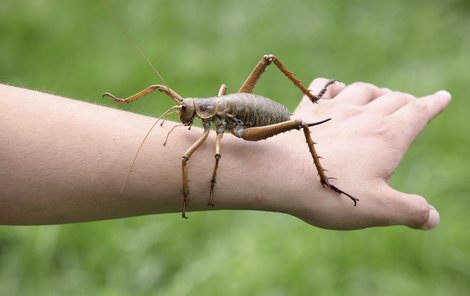 Brouk Na Ruce Největší hmyz na světě: Je třikrát těžší než myš! | Ahaonline.cz