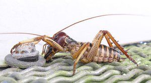 Weta: Podivné novozélandské kobylky