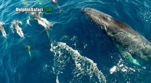 Obři z výšky: Whalewatching aneb velryby na volném moři