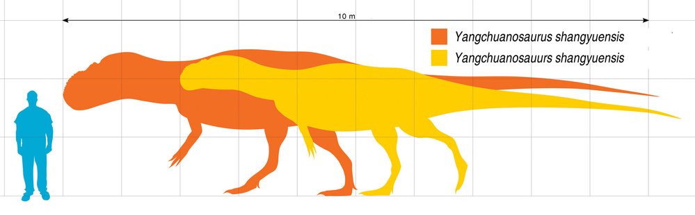 Porovnání velikosti jangchuanosaura a dospělého člověka
