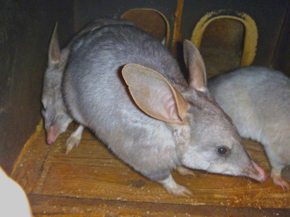 Zajíček Bilby.