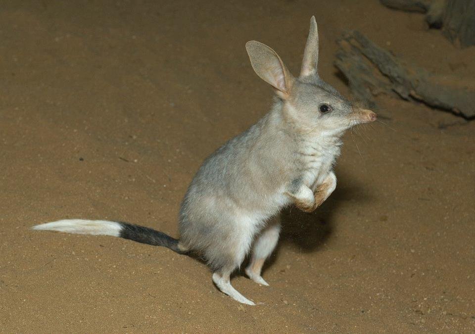 Zajíček Bilby.