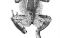 Nejvíce se Wolverinovi podobá vlasatice třásnitá (Trichobatrachus robustus). Kromě vysouvacích kostěných drápů je i pořádně vlasatá
