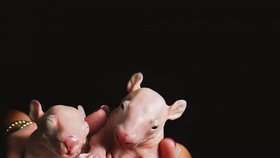 Tříměsíční vombati jsou tak malí, že se oba najednou vejdou do lidských dlaní. Zatím nemají žádnou srst, proto většinu dne stráví na výhřevné podložce.
