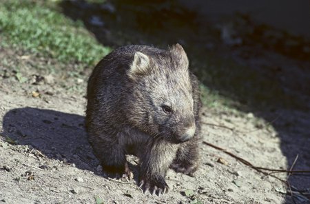 wombat medvědovitý