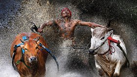 World Press Photo 2013: 1. místo v kategorii Sportovní akce - Wei Seng Chen, Malajsie. Tradiční soutěž v býčích závodech je populárním kláním na konci sklizně na západě indonéského ostrova Sumatra.