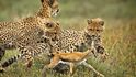 Hunting Cheetahs