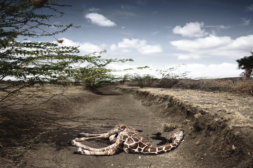 V suchém řečišti ve Wajiru na severovýchodě Keni leží žirafa, která zahynula v důsledku sucha. Oblast dlouhodobě trpí ohromným suchem – již tři roky po sobě nenastalo období dešťů a mnoho přírodních vodních zdrojů vyschlo.