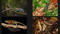 Chameleon Under Pressure - třetí místo k kategorii Příroda, příběhy. Samec druhu Furcifer ambrensis, ve svém přirozeném prostředí na Montain d&#39;Ambre.