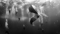 Whale Whisperers - druhé místo v kategorii Příroda, jednotlivý snímek. Keporkak obklopený potápěči u ostrovů Revillagigedo v Mexiku.