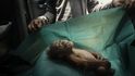 Vítěz v kategorii Příroda: Alain Schroeder - Mládě orangutana našli záchranáři společně s poraněnou matkou na plantáži palmového oleje poblíž města Subulussalam na Sumatře. Vítěz v kategorii Příroda: Alain Schroeder - Mládě orangutana našli záchranáři společně s poraněnou matkou na plantáži palmového oleje poblíž města Subulussalam na Sumatře.