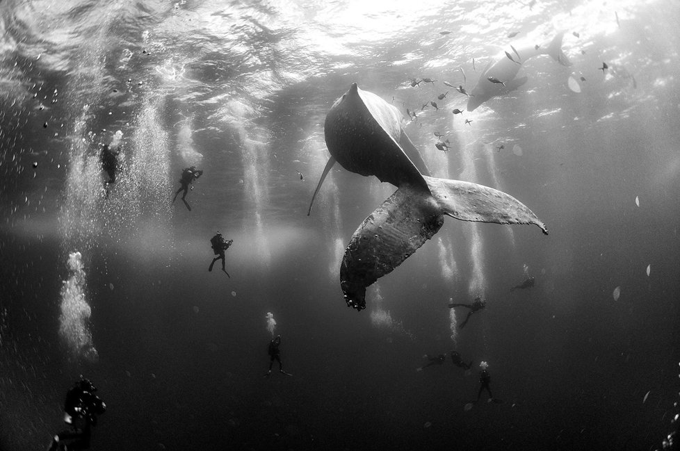 Snímky oceněné v soutěži World Press Photo 2016