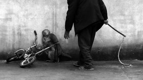 Opička týraná v čínském cirkuse. Fotograf: Yongzhi Chu