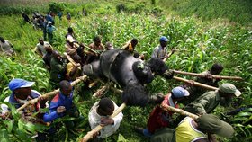 Kategorie: Soudobé problémy - Správci Národního parku Virunga na východě Demokratické republiky Kongo vynášejí těla čtyř goril horských, které byly nalezeny zastřelené v pralese. Tento extrémně ohrožený druh goril žije na území zmítaném konfliktem. Není pokaždé jasné, kdo na gorily útočí, ale řada jich byla zabita způsobem odpovídajícím popravám lidí při rwandské genocidě. Odhaduje se, že na celém světě zbývá pouhých 700 goril horských.