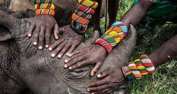 2. cena v kategorii Příroda a životní prostředí, jednotlivý snímek. Autor: Ami Vitale (USA). Skupina mladých válečníků z kmene Samburu se dotýká černého nosorožce v přírodní rezervaci Lewa v severní Keni. Černí nosorožci jsou téměř vyhynulým druhem a častým terčem pytláků.