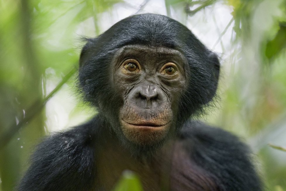 Třetí místo v kategorii Příroda si odnesl Christian Ziegler z Německa. Na snímku pětiletý šimpanz bonobo.